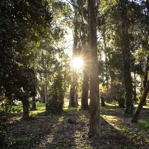 BOSQUE PERALTA RAMOS