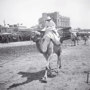 CAMELLOS MAR DEL PLATA SECRETA