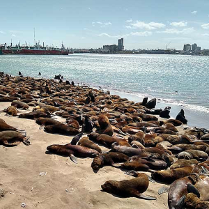 RESERVA DE LOBOS MARINOS