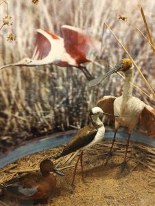 MUSEO DE CIENCIAS NATURALES