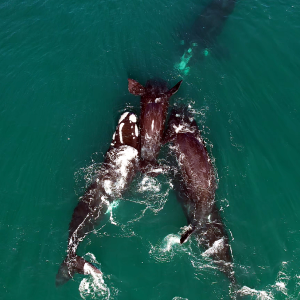 BALLENA FRANCA AUSTRAL